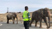 Слонове бегълци затвориха магистрала в Испания