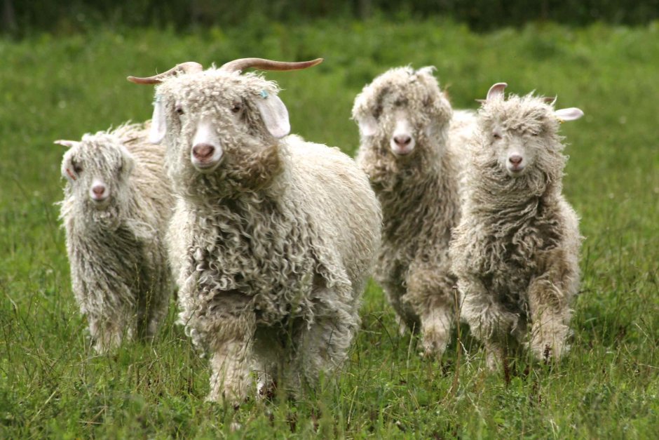 Ангорската коза, чиято вълна се ползва за производството на мохера