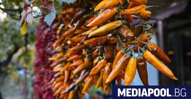 Бутиковата люта ферма Чили Хилс Chilli Hills ще се опита