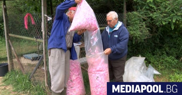 Тази година розовата продукция нараснала с 20 сн БГНЕС Към