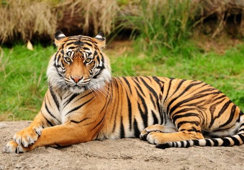 Два лъва, два тигъра и ягуар избягаха от зоопарк в германски град