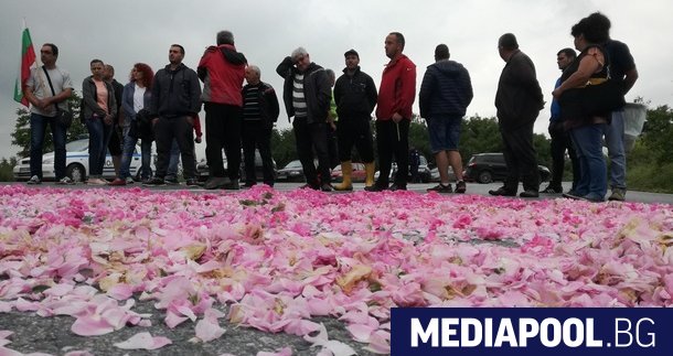 Производители на рози протестираха срещу ниската изкупна цена сн БГНЕС