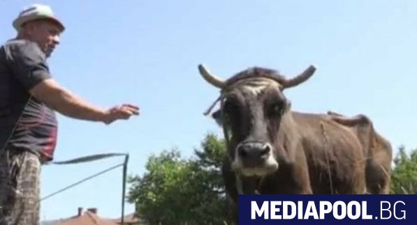 Намерих вратичка в закона за да оставим жива кравата Пенка