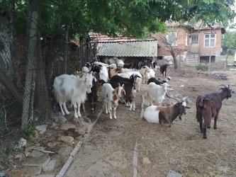 Умъртвени са и последните кози и овце в Шарково заради чумата
