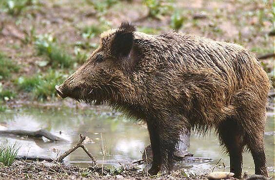 Груповият лов на дива свиня се открива в сряда