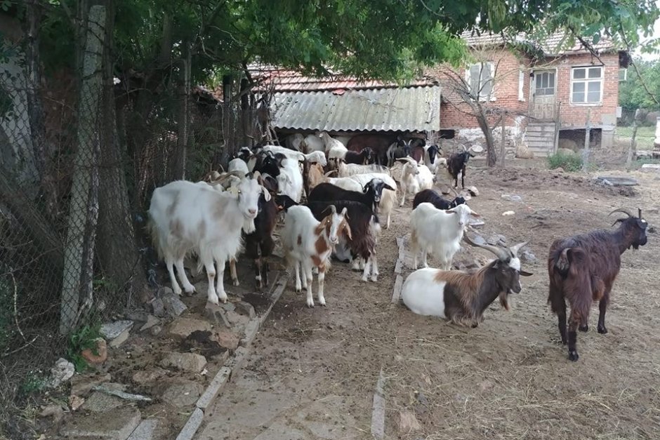 Умъртвени са и последните кози и овце в Шарково заради чумата