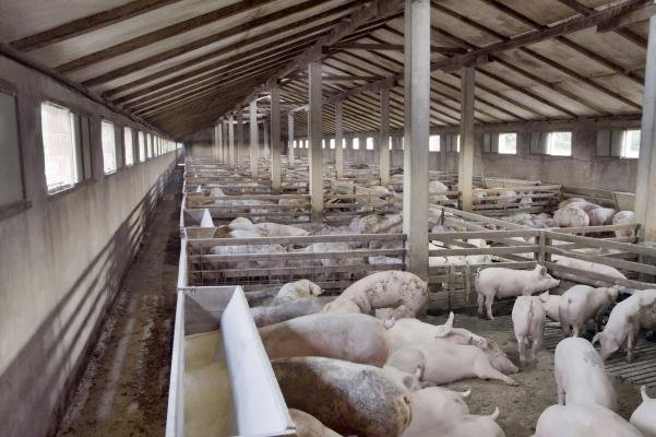 Вирусът на африканската чума по свинете разболя бизнеса на румънските фермери