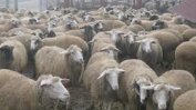 Кризисни мерки за овладяване на политическата драма от чумата по овцете