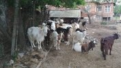 Умъртвени са и последните кози и овце в Шарково заради чумата