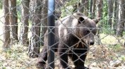 За кратко избяга мечокът от зоокъта в Димитровград