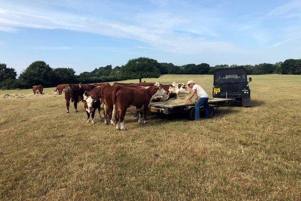 Британското земеделие и животновъдство страда от силното засушаване