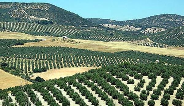 Испанските маслини станаха жертва на американската търговска война