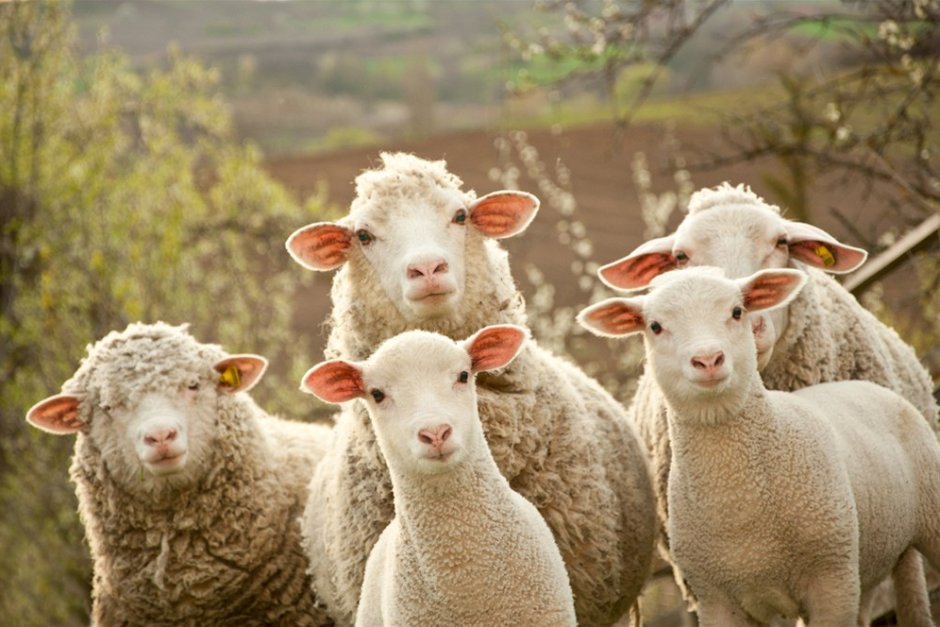 Компютърджия ще доставя препарати за потвърждаване на чумата по овцете
