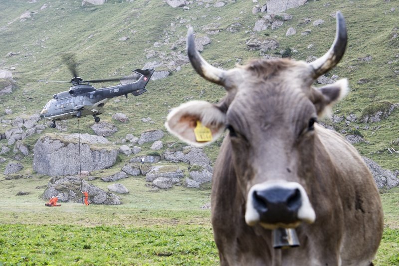 Военни хеликоптери в помощ на жадни крави в Швейцария