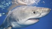Чешки турист е убит от  акула в египетски курорт на Червено море