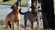 Бездомните кучета в София продължават да намаляват, котките стават повече