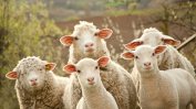 Компютърджия ще доставя препарати за потвърждаване на чумата по овцете