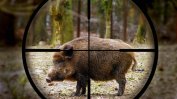 Румъния предлага избиването на десетки хиляди глигани, за да се спре свинската чума