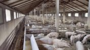Румъния съобщи за над 500 огнища на африканска чума по свинете