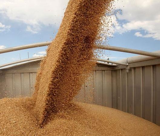Очаква се 5.4 млн. т реколта от пшеницата