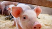 Проверява се съмнение за африканска чума по свинете във Варненско