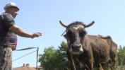 ЕК: Кравите не разбират защо трябва да се хранят в различен час заради смените на часовника