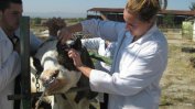 Ветеринари плашат с протест заради над 8 млн. лв. забавени плащания от държавата