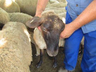 Забрана за търговия с мляко и месо от три области, заради заразеното стадо в Болярово