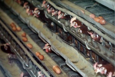 43 000 кокошки в Пловдивско ще бъдат убити заради птичи грип