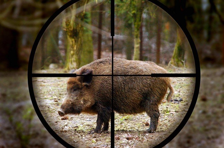 Намаляват се ограниченията за лов на диви свине от този уикенд