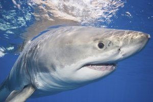 Двама нападнати от акули в Австралия за последните 24 часа