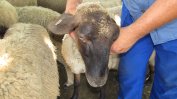 Забрана за търговия с мляко и месо от три области, заради заразеното стадо в Болярово