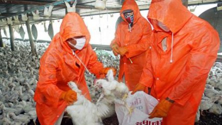 Открит е птичи грип в две ферми в Хасковско