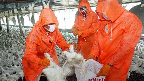 Открит е птичи грип в две ферми в Хасковско