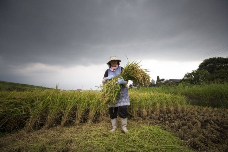 Оризът остава свещена храна в Япония, но е подложен на изпитание