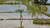 Сеул загубил 1.5 млрд. долара от свръхпроизводство на ориз