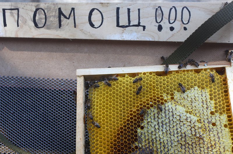 60% спад в производството на пчелен мед през тази година