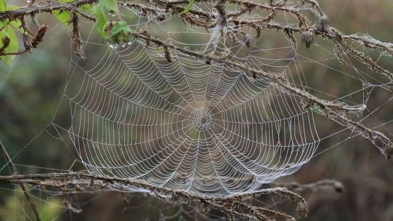 Учени разгадаха тайната на паяжината