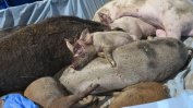 ЕК: Африканската чума по свинете може да се разпространи в цяла Румъния