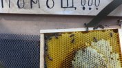 60% спад в производството на пчелен мед през тази година