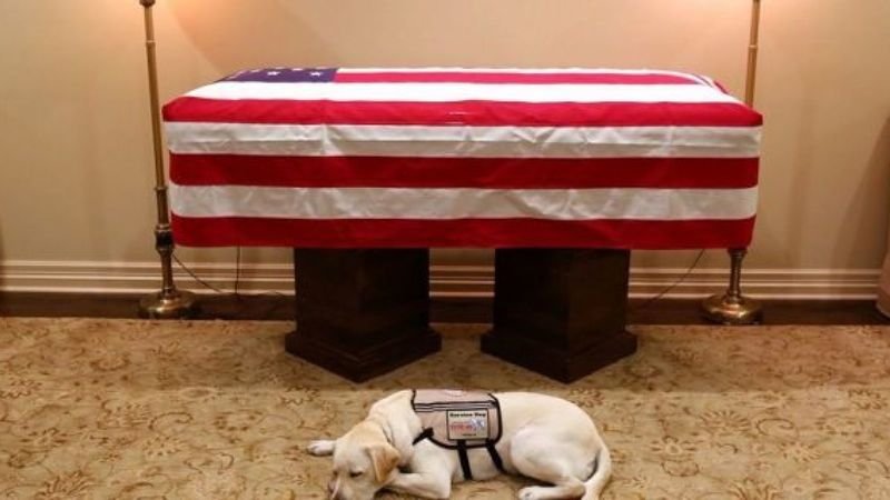 Кучето на Буш-старши отдава почит пред ковчега му