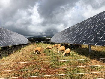 Триста овце се грижат тревата край фотоволтаиците да не избуява