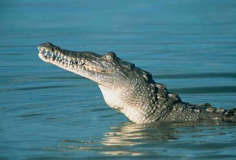 500 души отидоха на погребение на 130-годишен крокодил