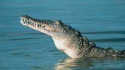 500 души отидоха на погребение на 130-годишен крокодил
