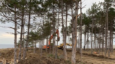 Борова гора край Арапя се изсича заради строеж на вили. Сн. Нова телевизия