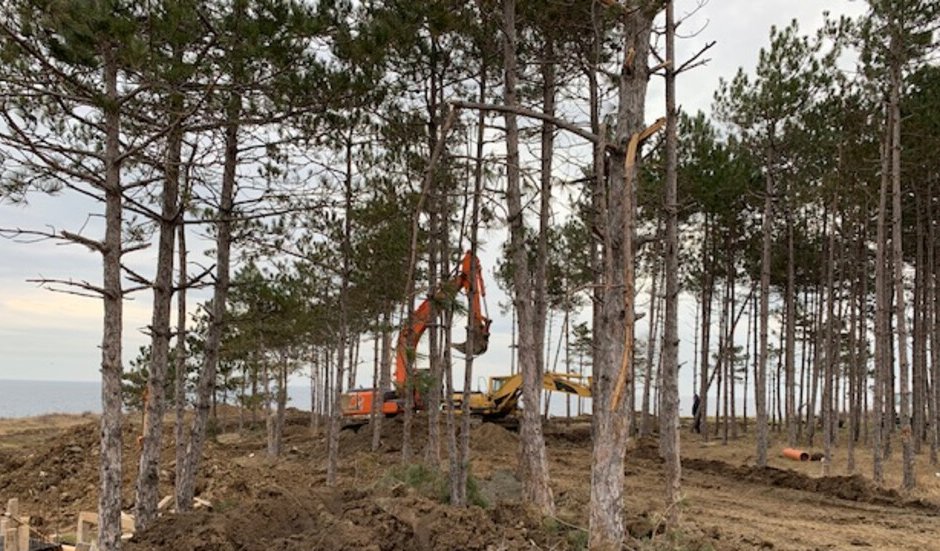 Борова гора край Арапя се изсича заради строеж на вили. Сн. Нова телевизия