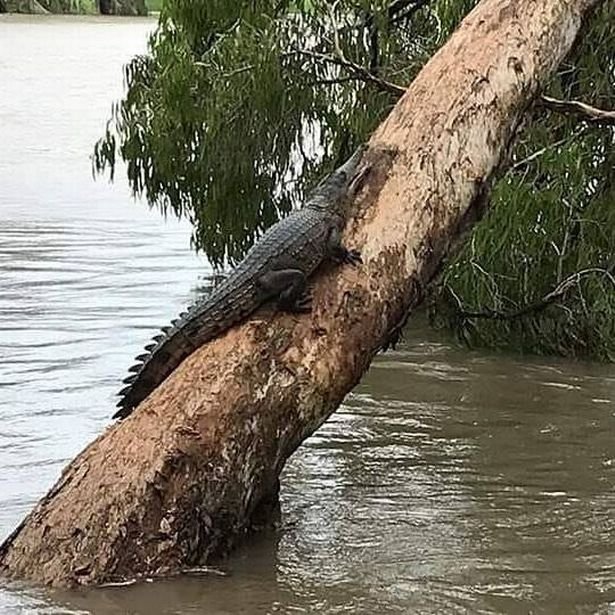 Наводненията в Австралия взеха две жертви, крокодили и змии по улиците