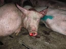 Нови случаи на африканска чума при диви свине в Силистренско