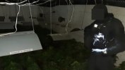 Полицията откри подземна оранжерия за канабис в София