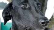 Българско куче стана спасител и герой в Германия